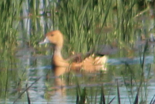 Fulvous Whistling-Duck - ML640184896