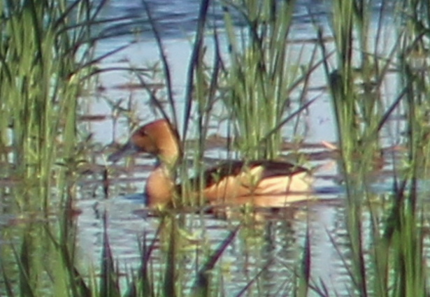 Fulvous Whistling-Duck - ML640184897