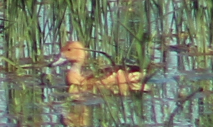 Fulvous Whistling-Duck - ML640184898