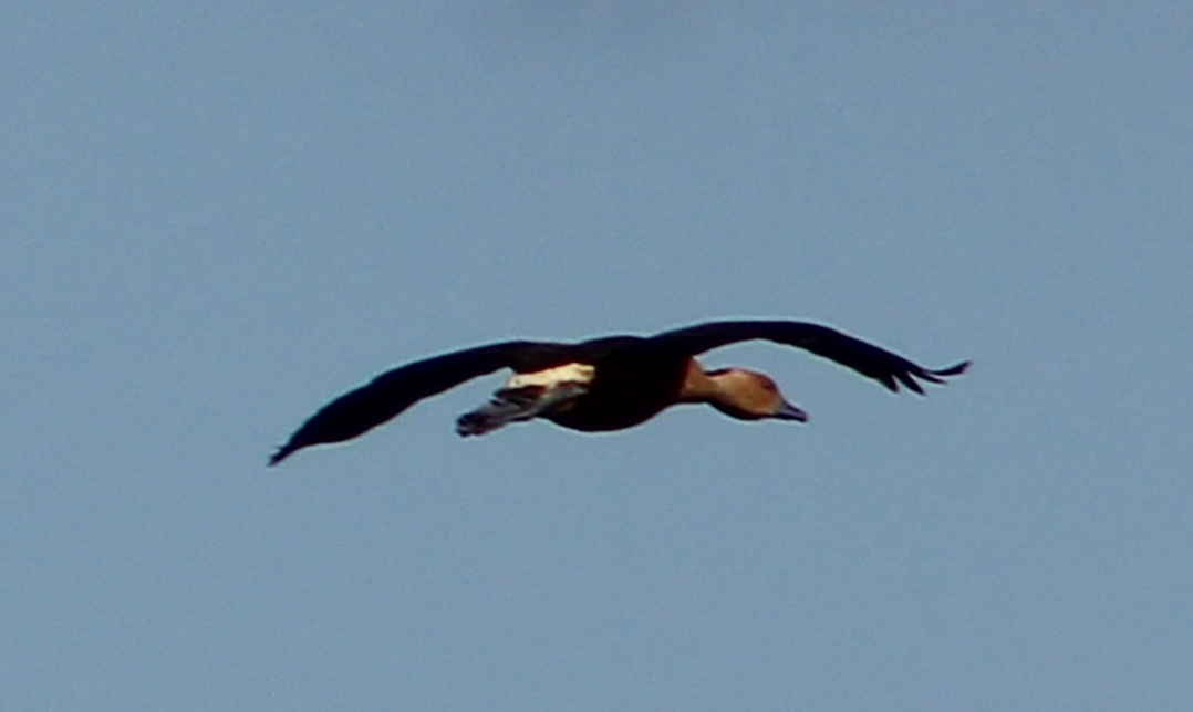 Fulvous Whistling-Duck - ML640184900