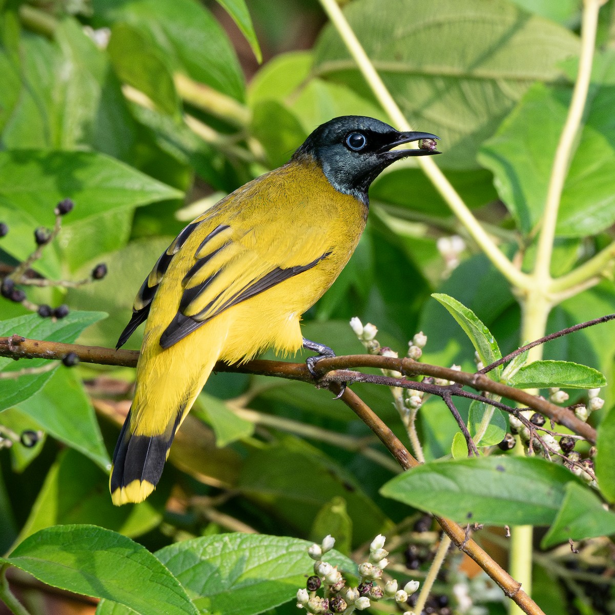 Kara Başlı Arapbülbülü - ML640184904