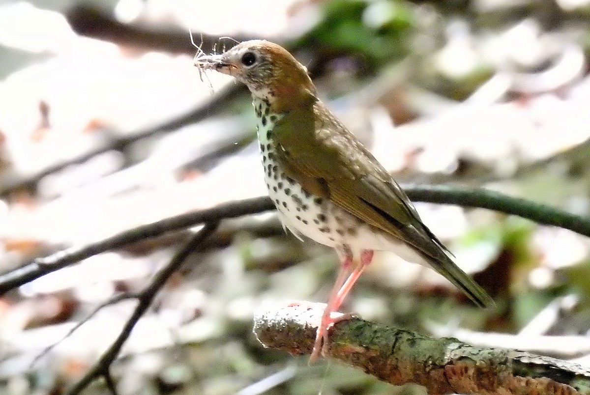 Wood Thrush - ML640184935