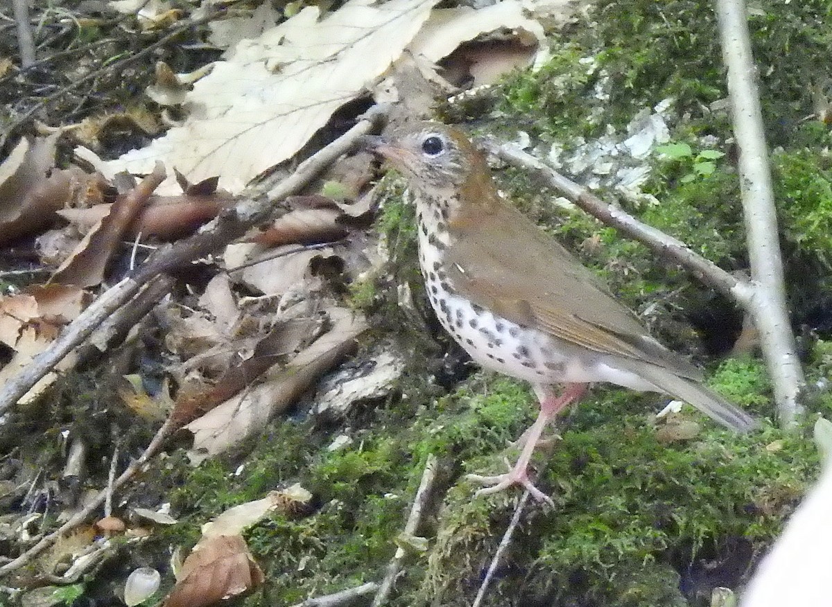 Wood Thrush - ML640184939
