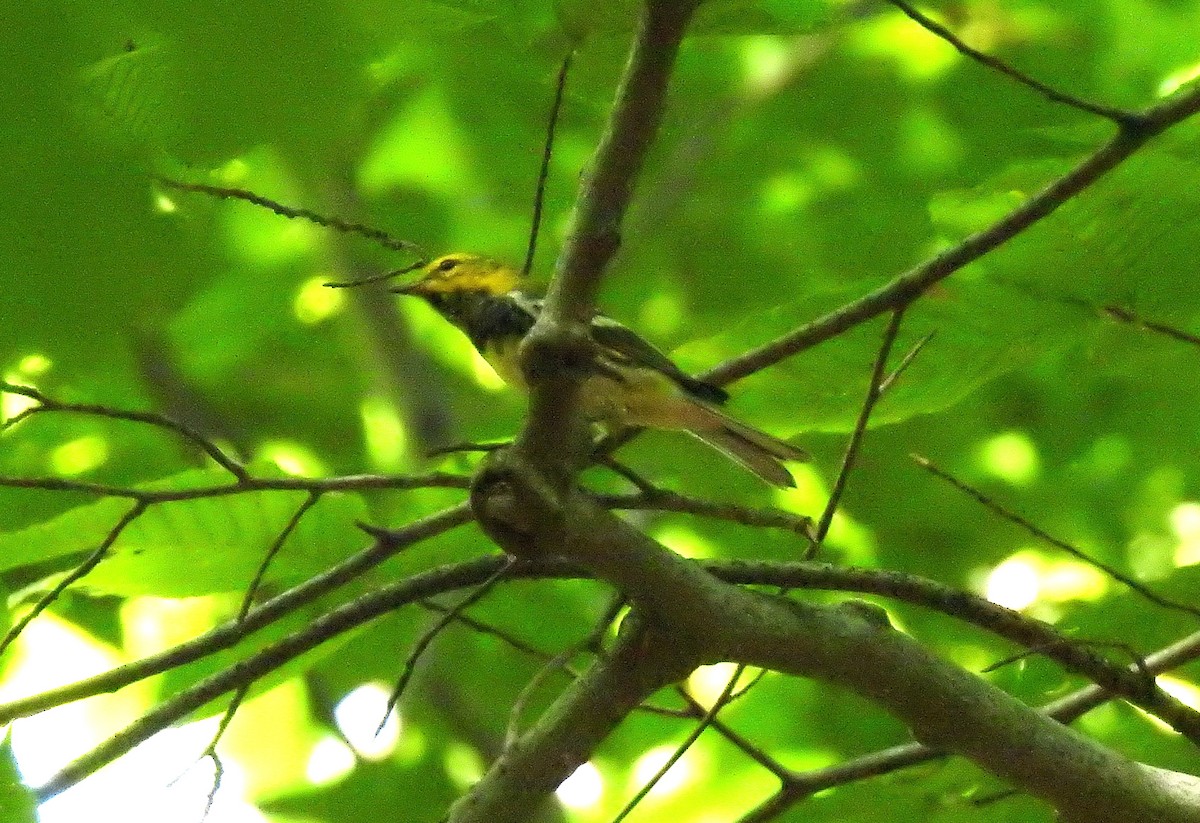 Black-throated Green Warbler - ML640184949