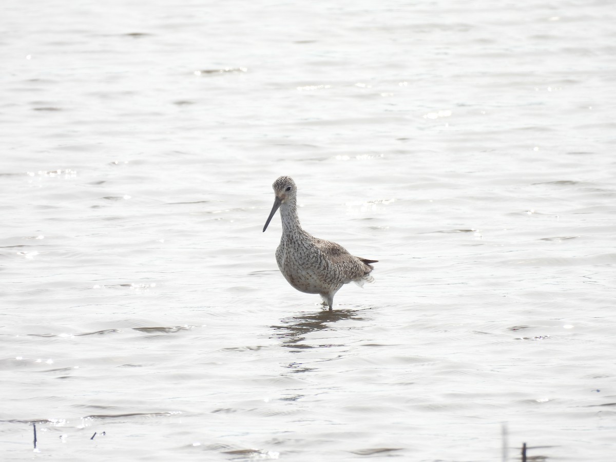 Willet - ML640184982