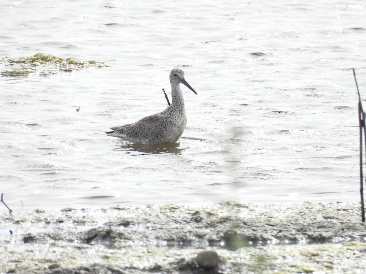 Willet - ML640184983