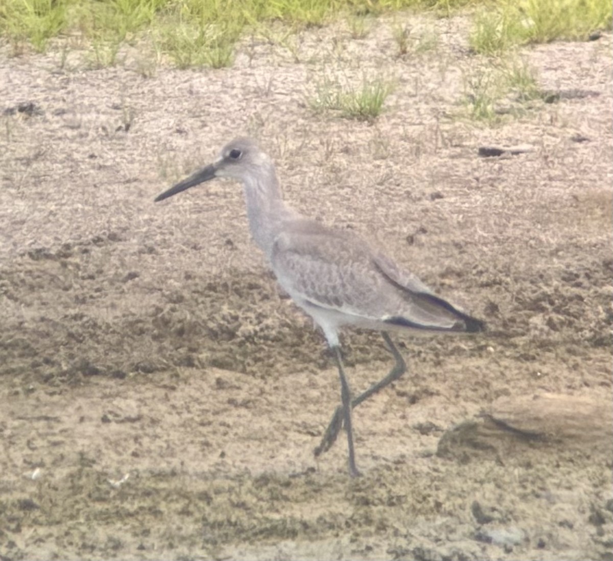 Willet (Western) - ML640184993