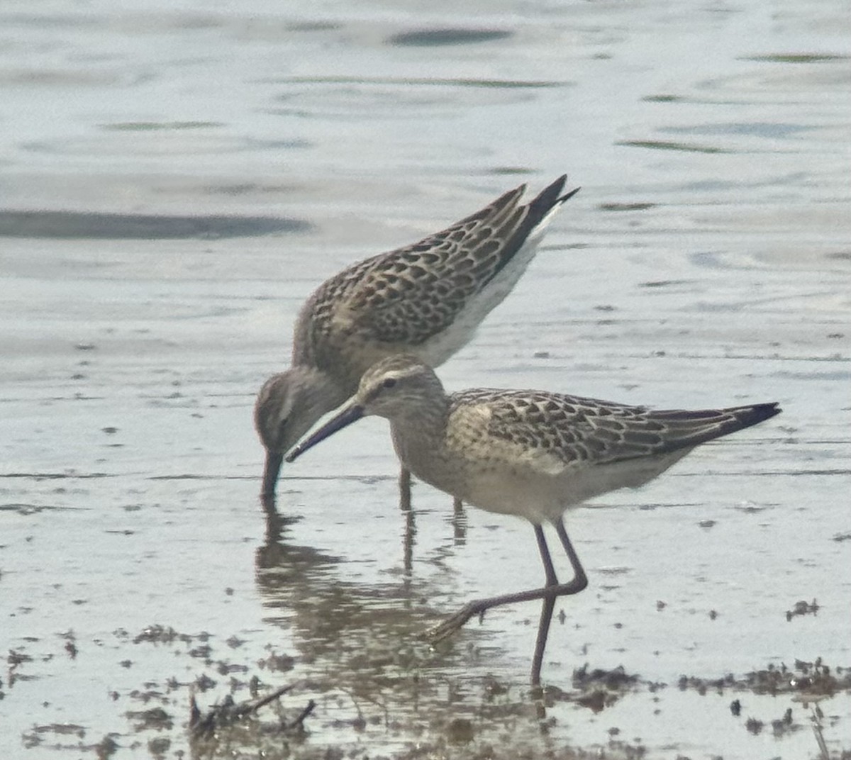 Stilt Sandpiper - ML640184997