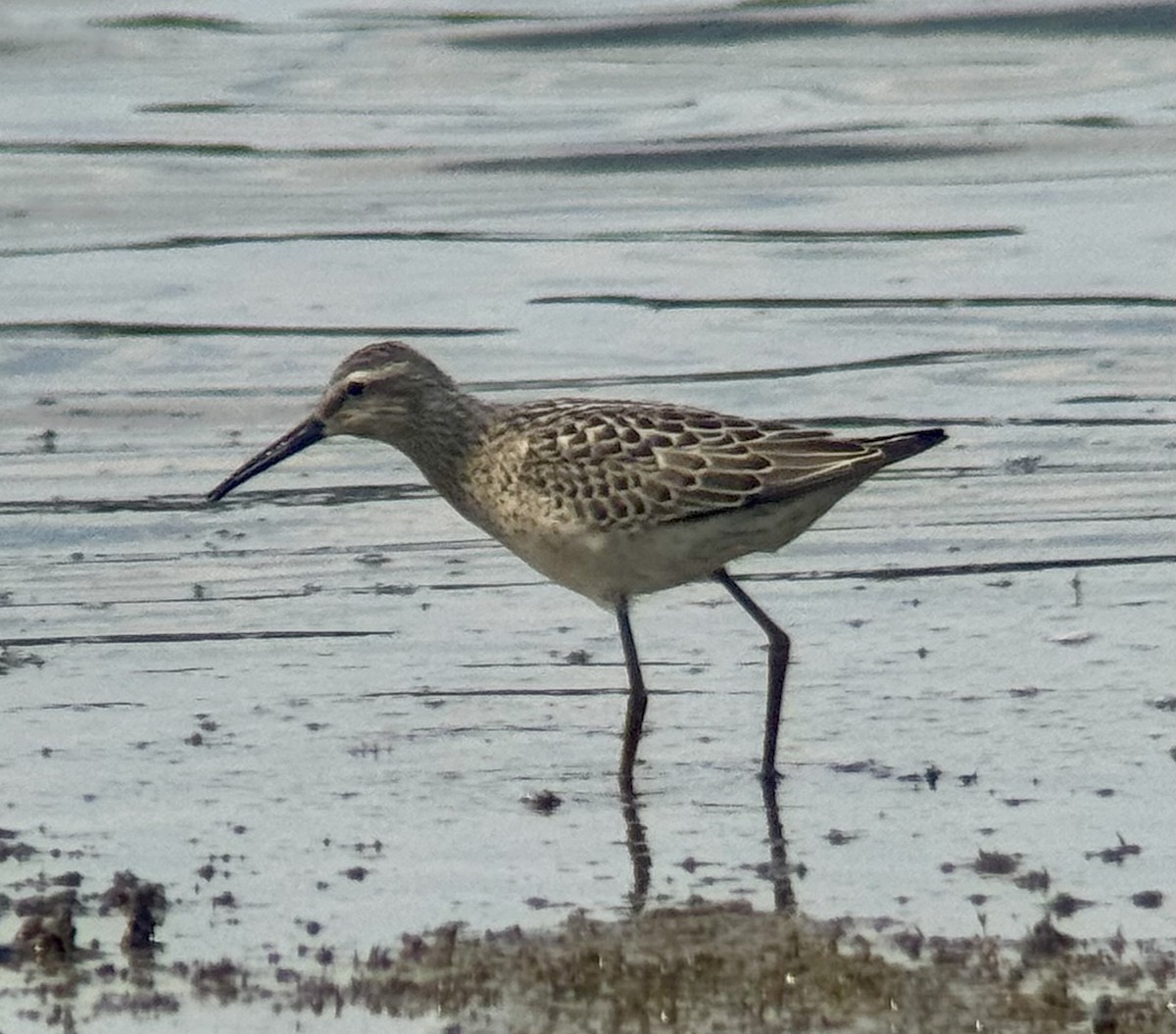 Stilt Sandpiper - ML640184998