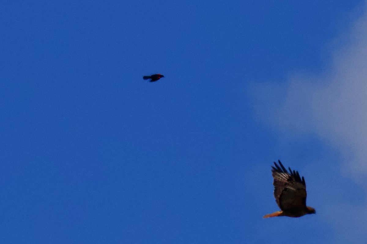 Red-winged Blackbird - ML640185003