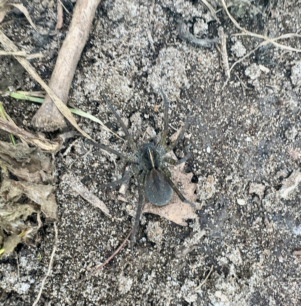 Wetland Giant Wolf Spider - ML640185026