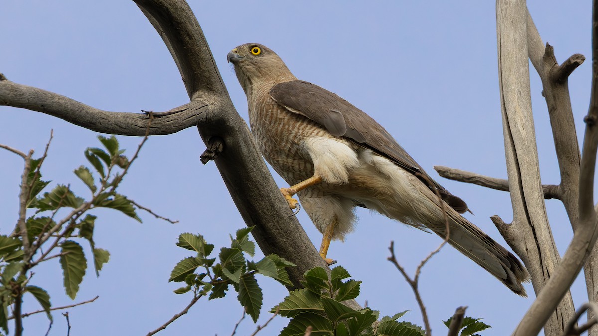 Shikra - ML640185027