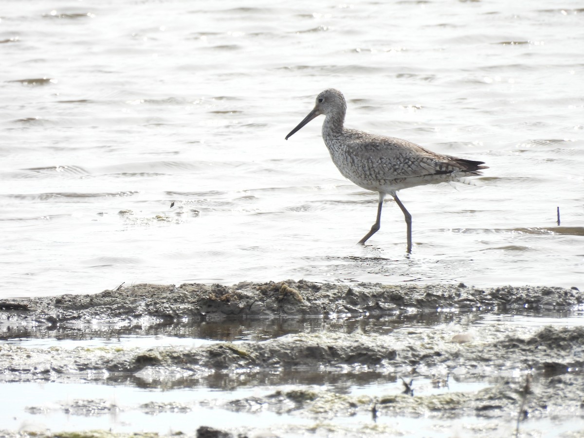 Willet - ML640185034