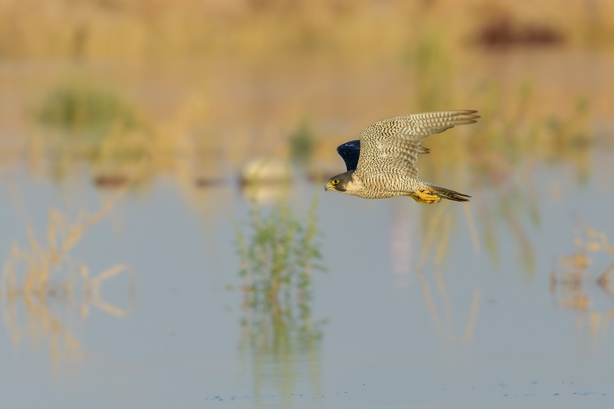 Peregrine Falcon - ML640185059