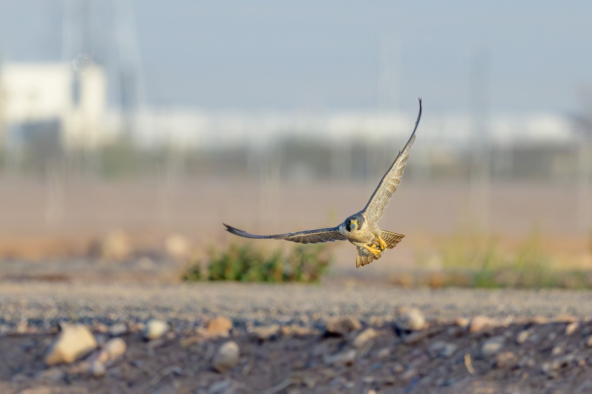 Peregrine Falcon - ML640185063