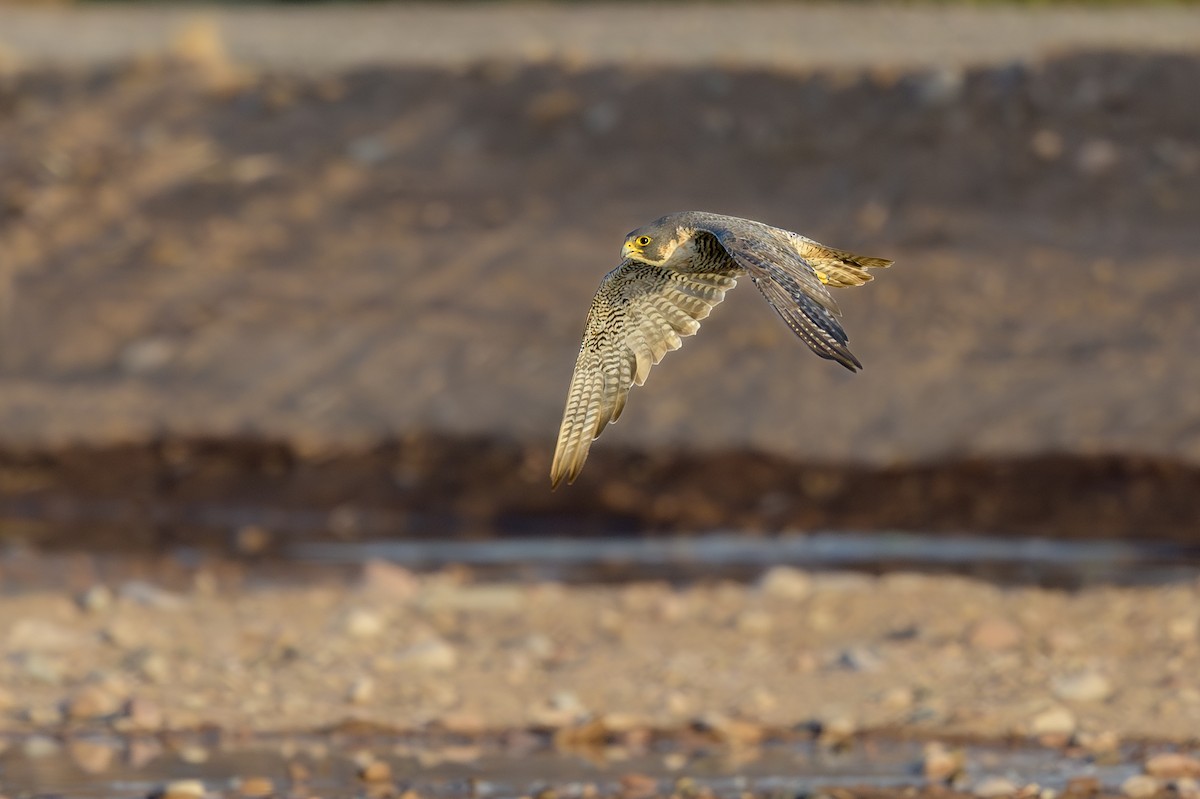 Peregrine Falcon - ML640185064