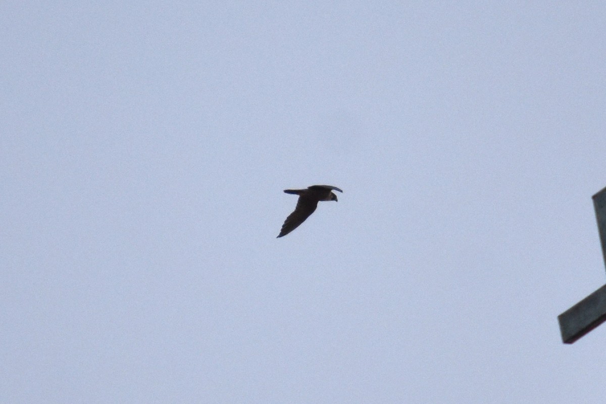 Peregrine Falcon - ML640185066