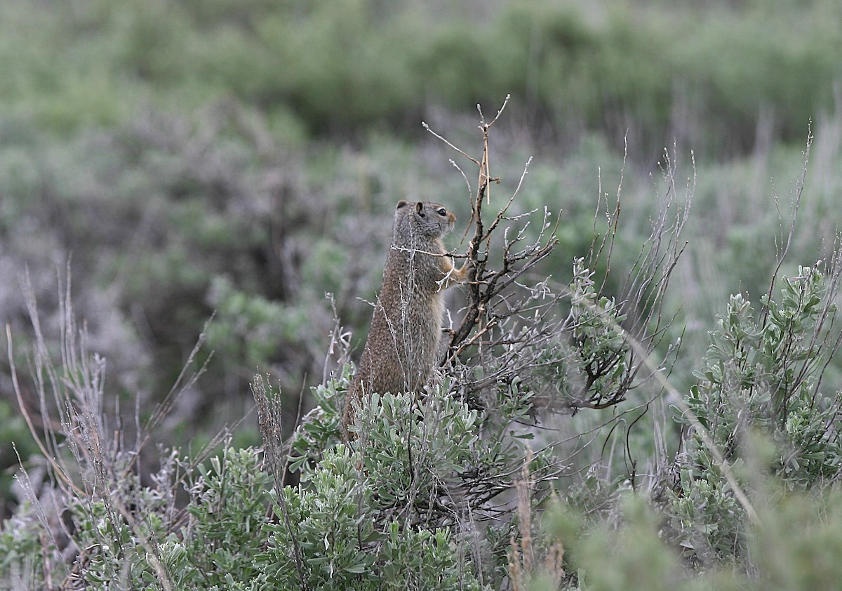 Uinta Ground Squirrel - ML640185077