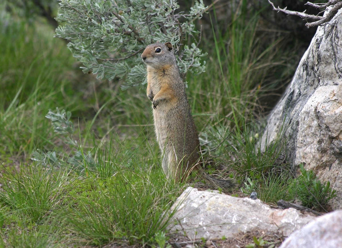 Uinta Ground Squirrel - ML640185098