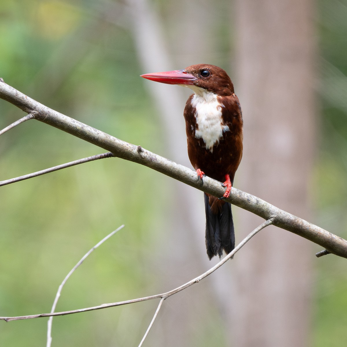 İzmir Yalıçapkını - ML640185119