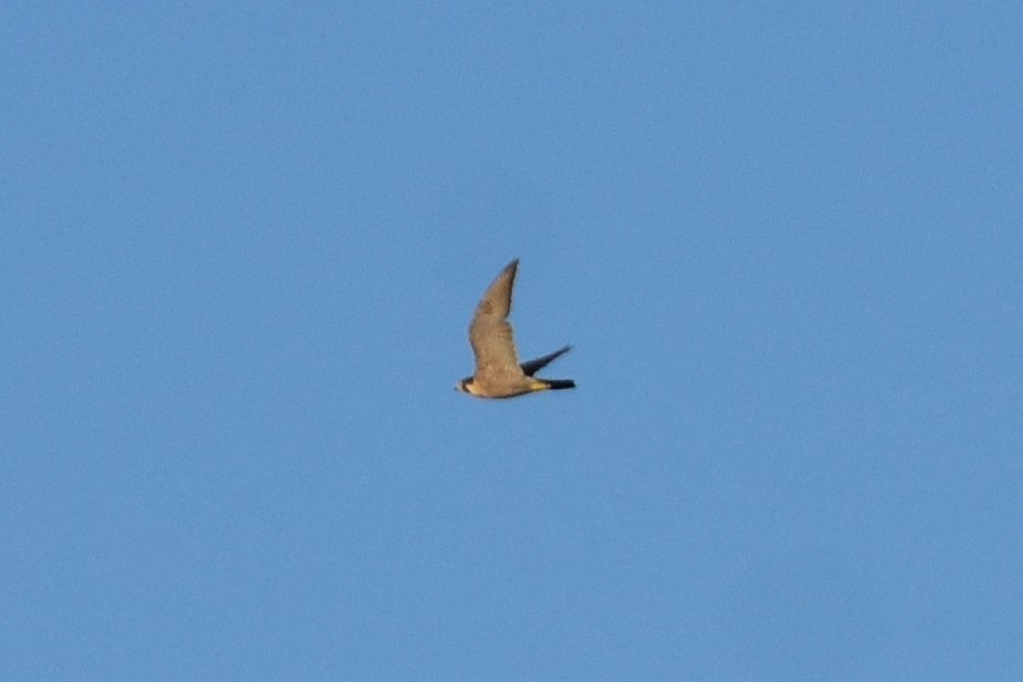 Peregrine Falcon - ML640185138