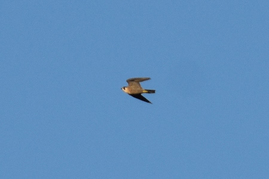 Peregrine Falcon - ML640185141