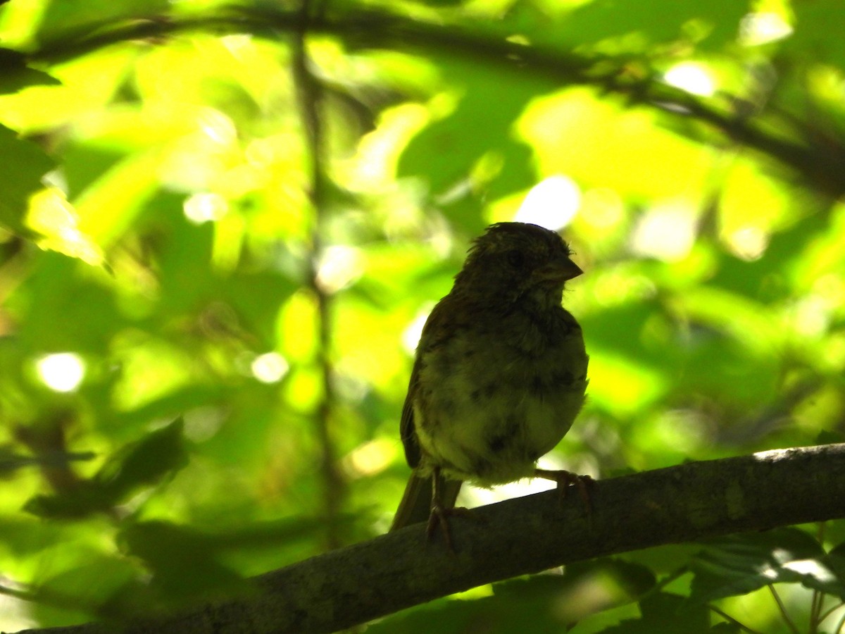 White-throated Sparrow - ML640185143