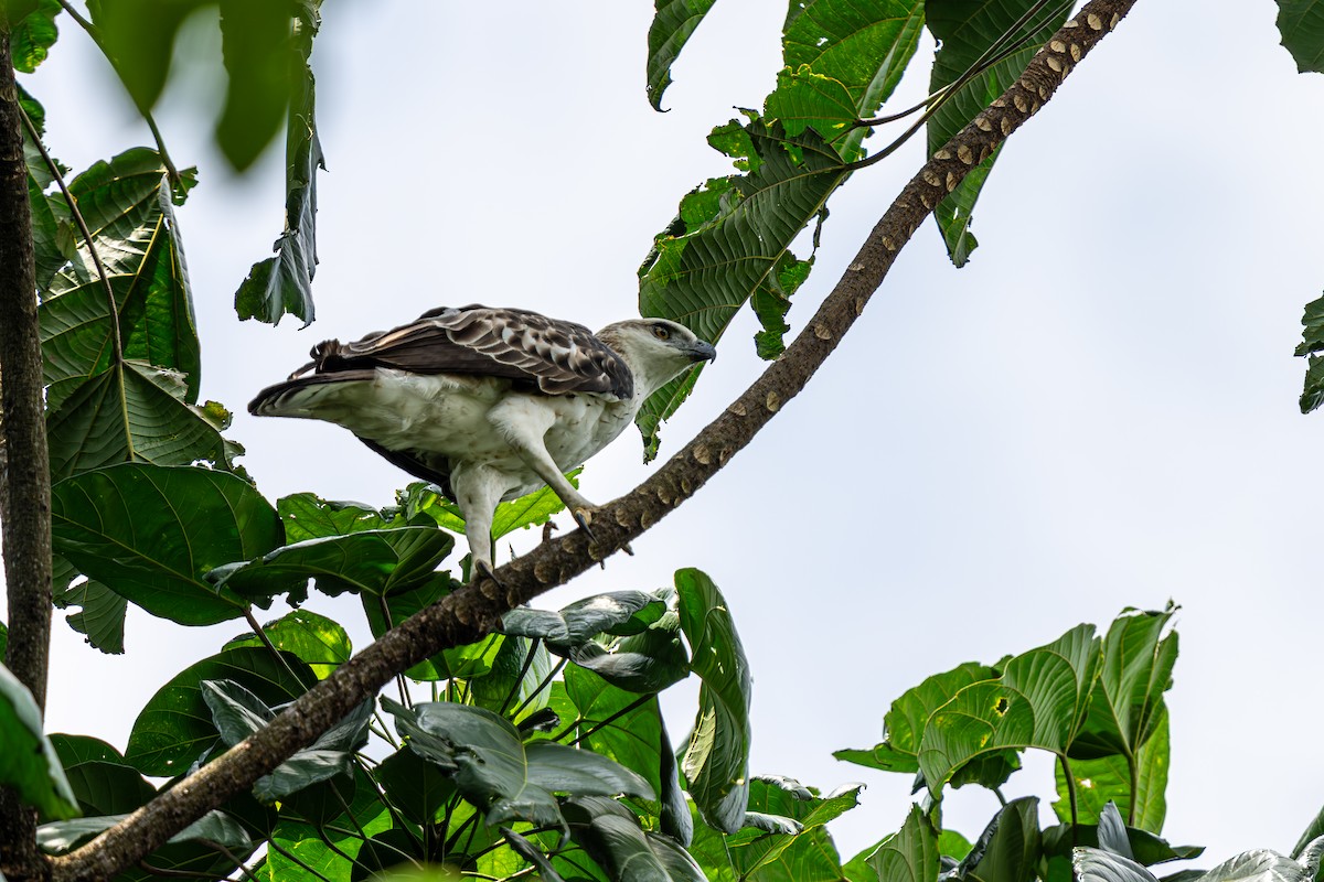 Changeable Hawk-Eagle - ML640185318