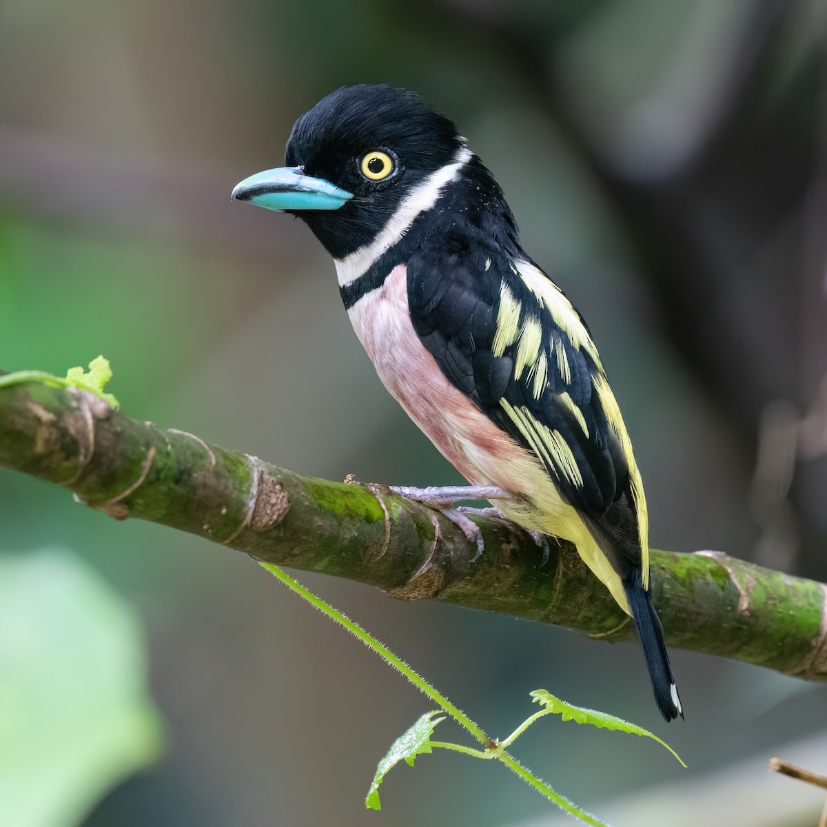 Sarı Gözlü Genişgaga - ML640185322