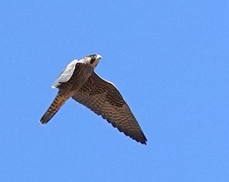 Peregrine Falcon - ML640185334