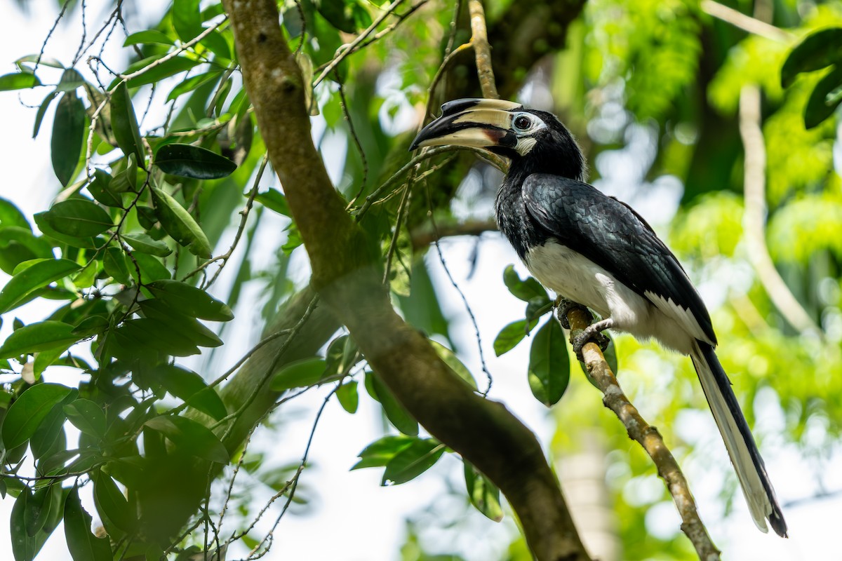 Oriental Pied-Hornbill - ML640185353