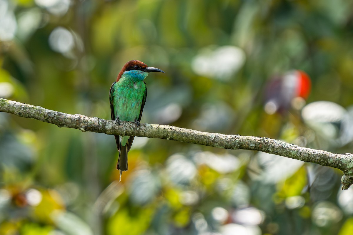 Blue-throated Bee-eater - ML640185370