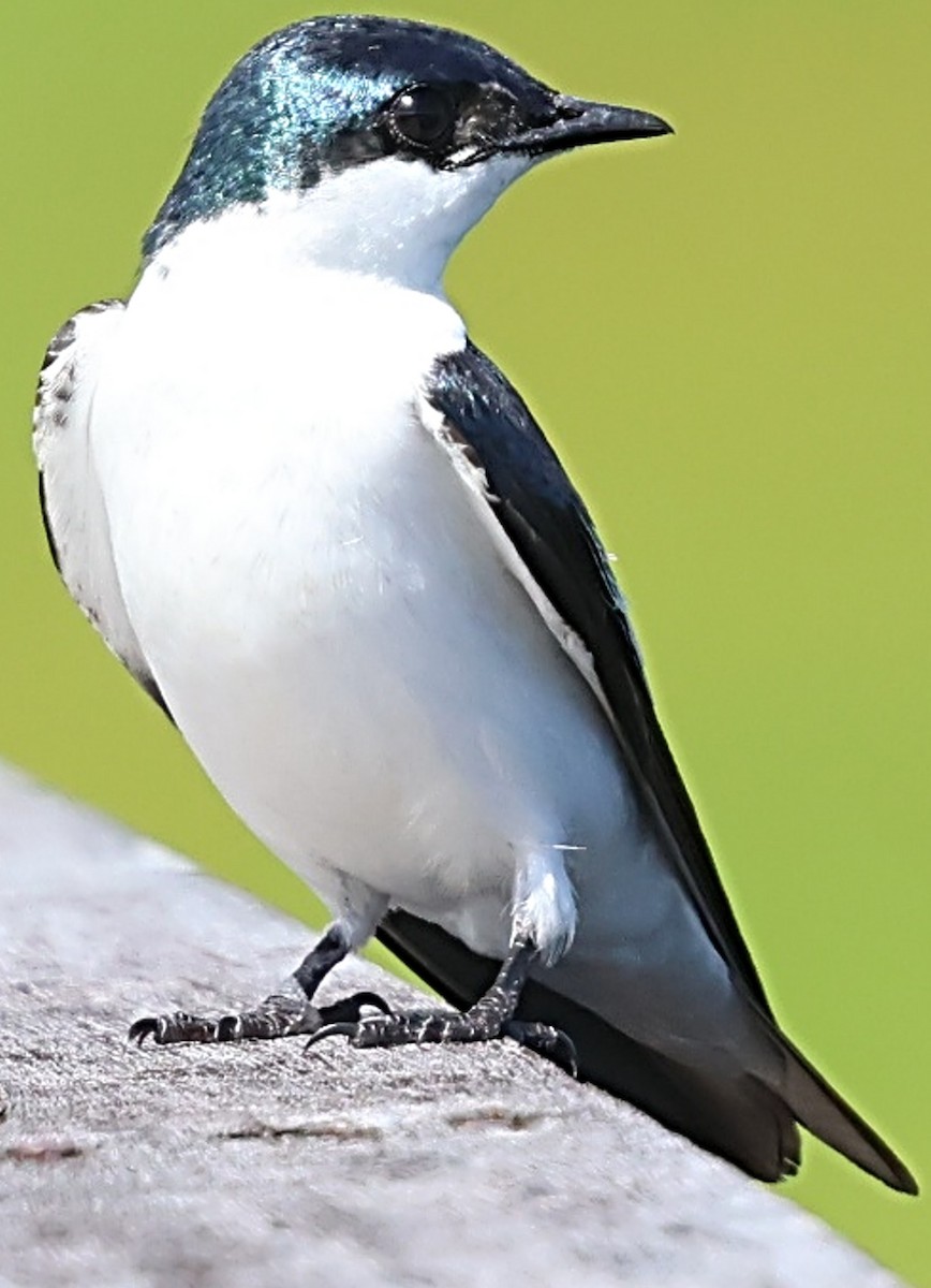 vlaštovka bělobřichá - ML640185417