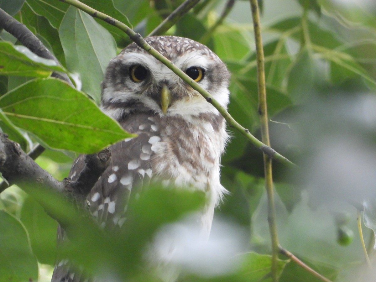 Spotted Owlet - ML640185433