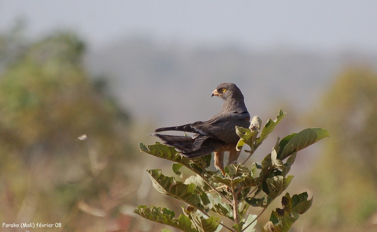 Grasshopper Buzzard - ML640185467