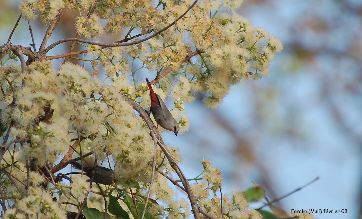Lavender Waxbill - ML640185489