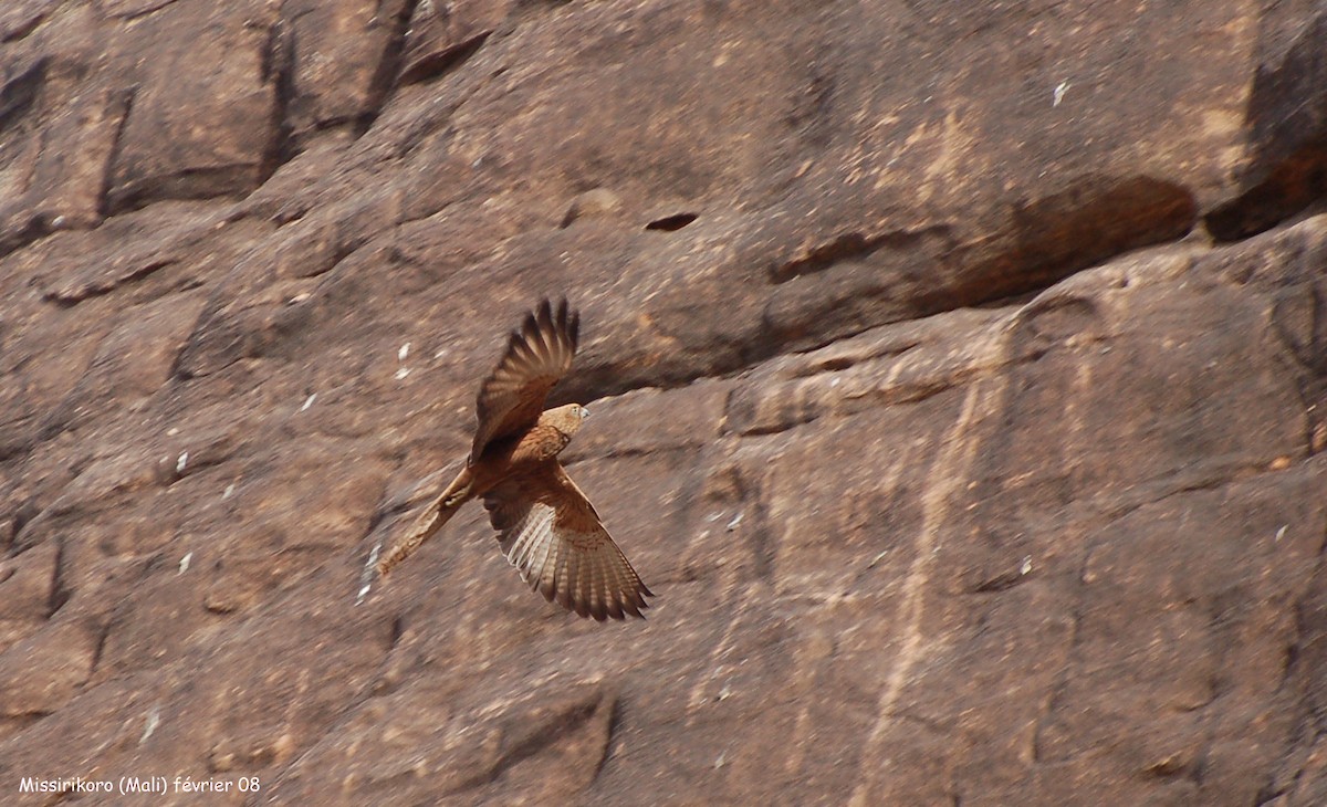 Fox Kestrel - ML640185600