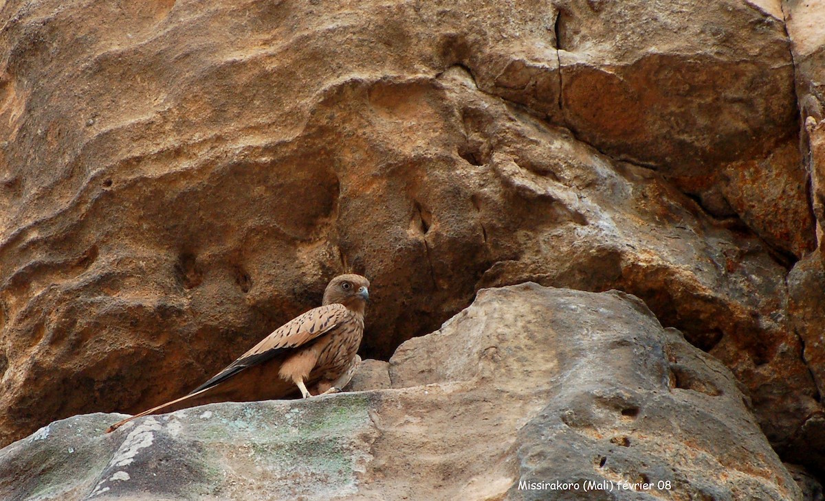 Fox Kestrel - ML640185601
