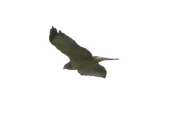 Short-tailed Hawk - ML640185605