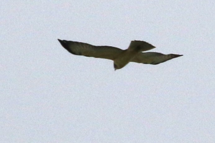 Short-tailed Hawk - ML640185606