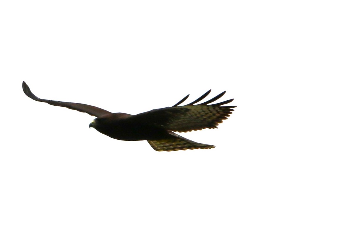 Short-tailed Hawk - ML640185607