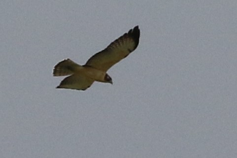 Short-tailed Hawk - ML640185609