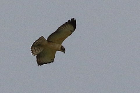 Short-tailed Hawk - ML640185610