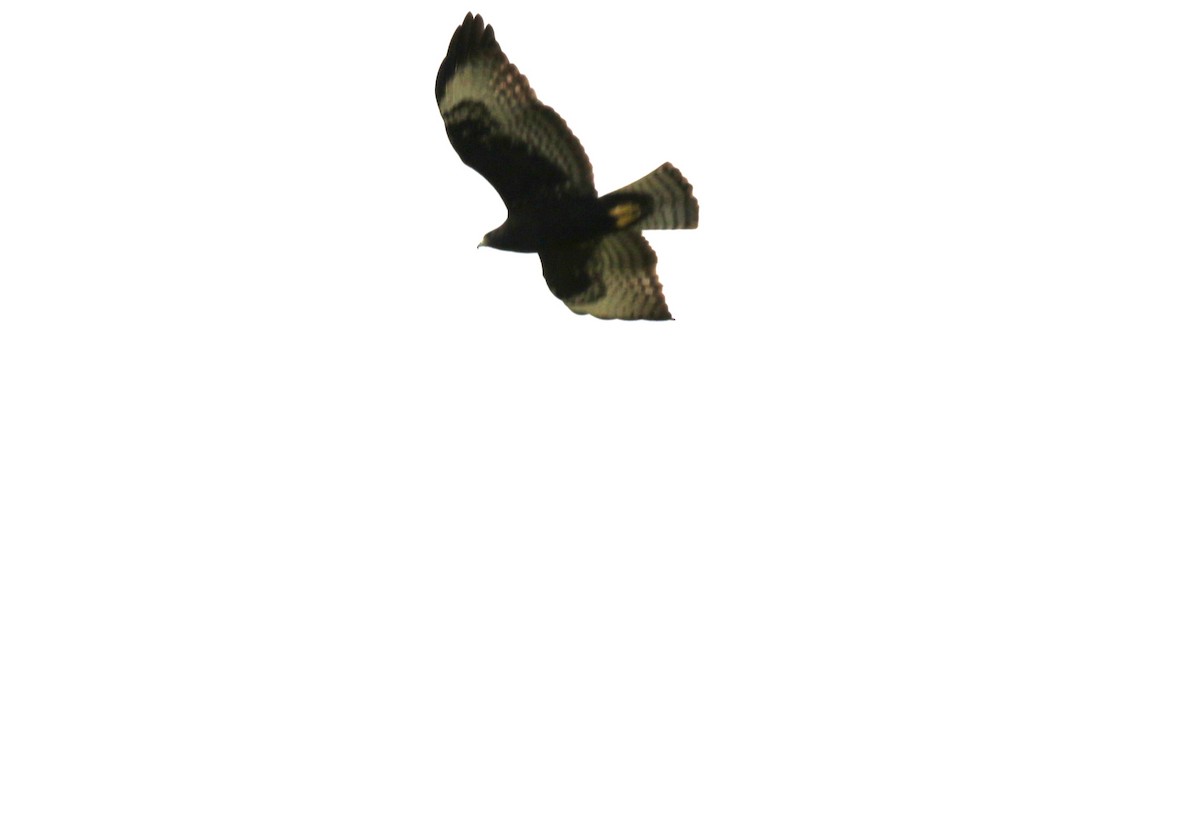 Short-tailed Hawk - ML640185612