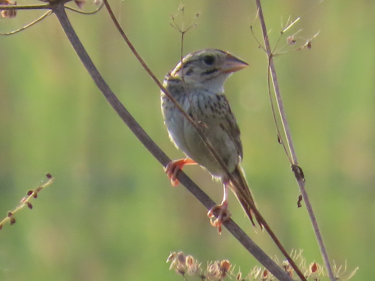 Henslow's Sparrow - ML640185620
