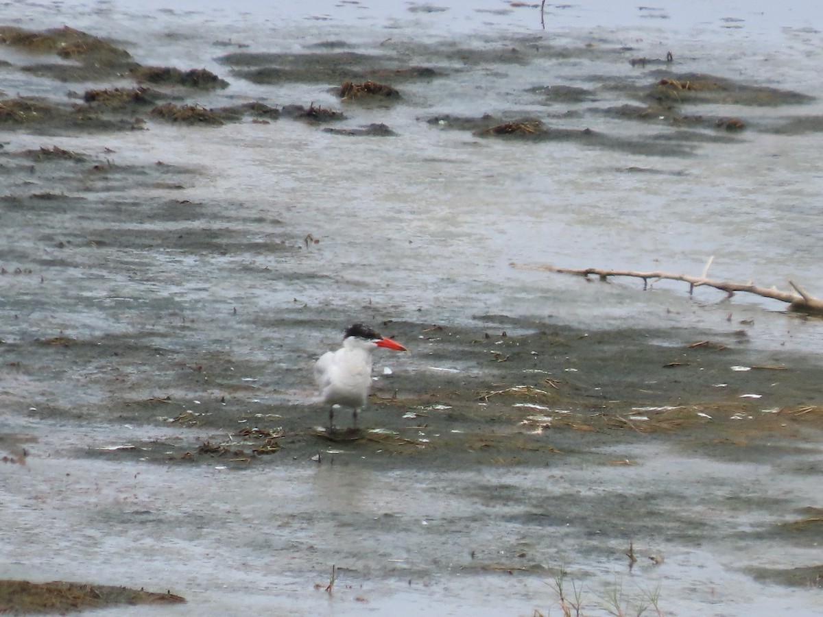 Caspian Tern - ML640185655