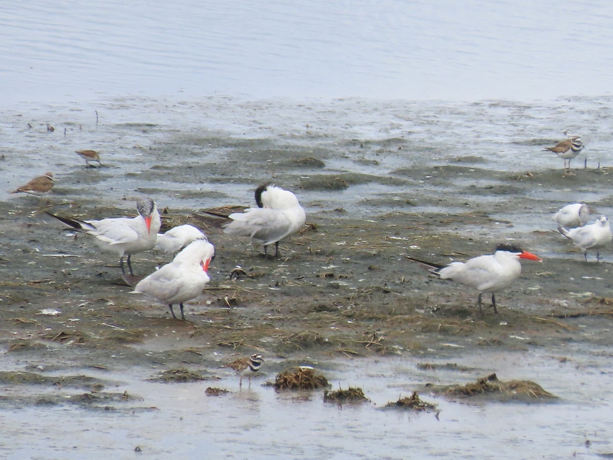 Caspian Tern - ML640185656