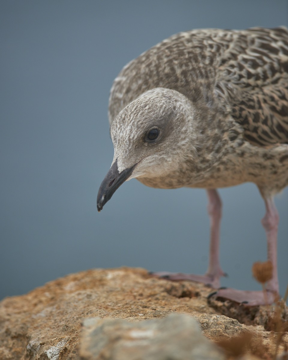 Yellow-legged Gull - ML640185733