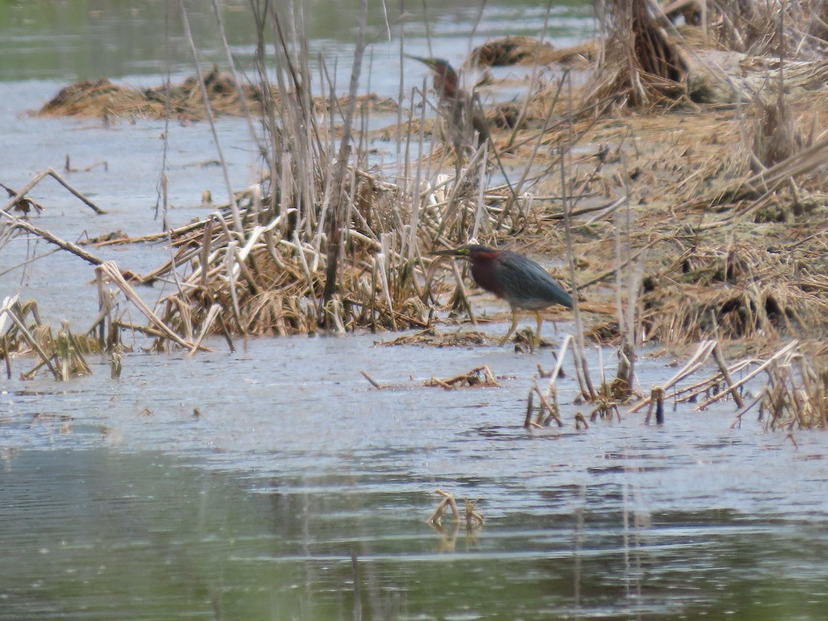 Green Heron - ML640185784