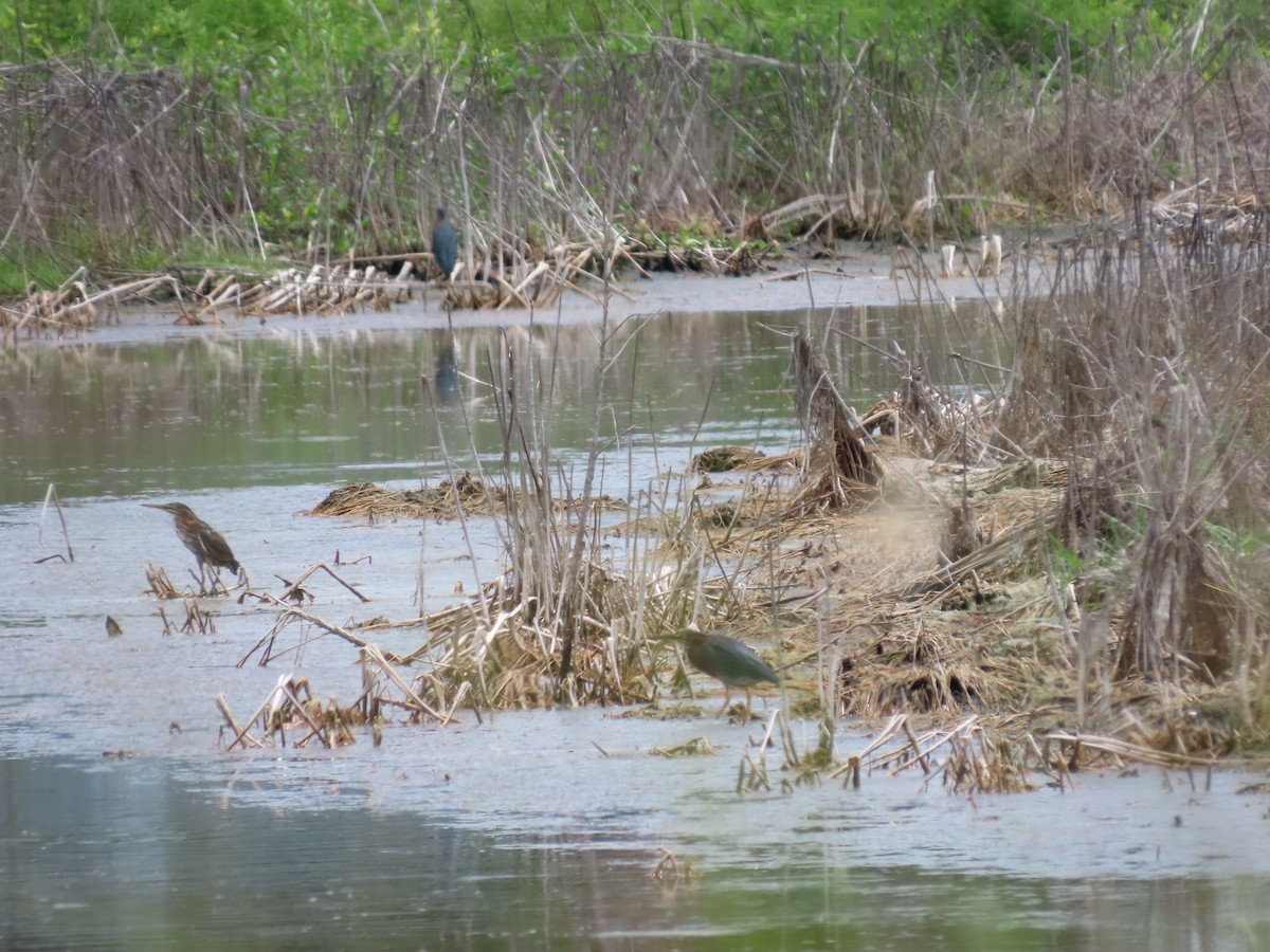 Green Heron - ML640185785